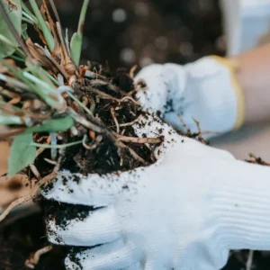 Преимущества удобрения на основе сульфата магния